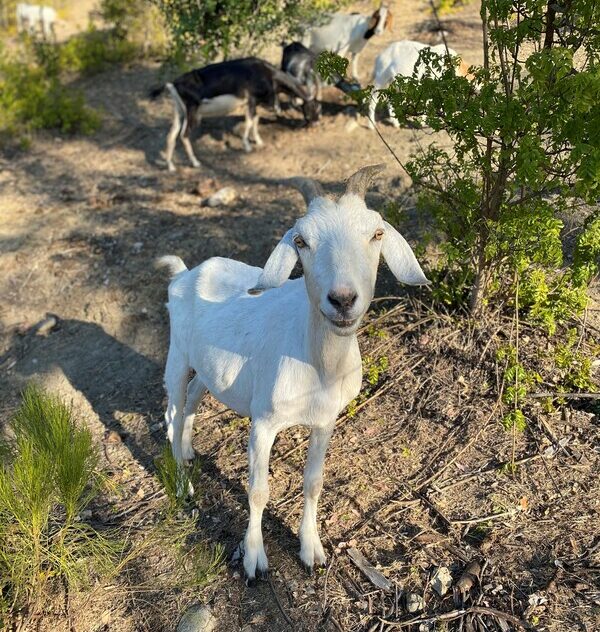 goat and sheep grazing